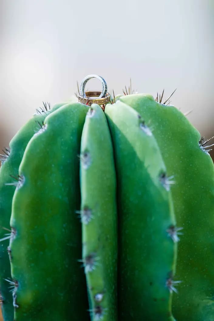 galeria/anillo_en_cactus_rqyimb